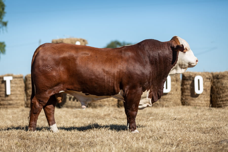 Lote Reproductores Altohondo - Lote 36