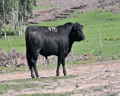 Lote TORO 495