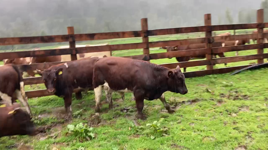 Lote 13 Ternero en Cisnes, XI Región Aysén