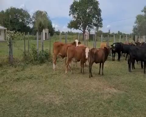 Lote 90 Novillitos y vaquillonas en Misión San Fco., Formosa