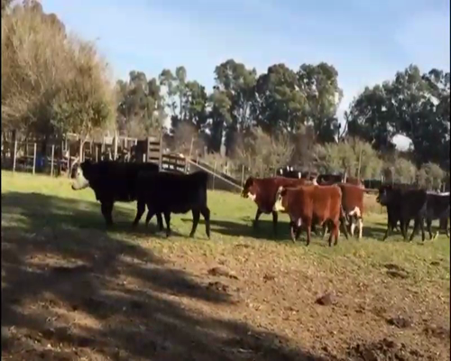Lote 70 Terneras en Brandsen, Buenos Aires