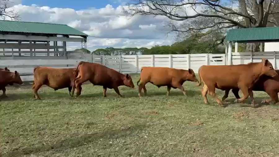 Lote 171 Novillos en Corrientes, Curuzu Cuatia
