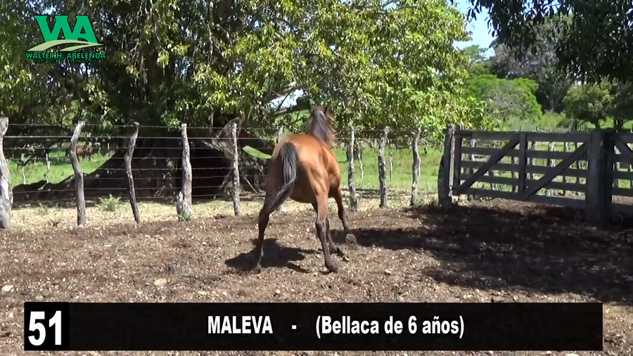 Lote MALEVA
