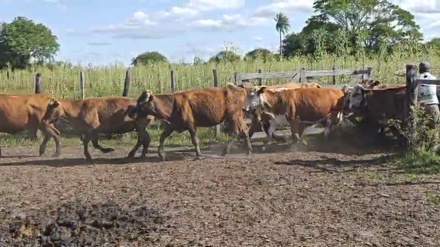 Lote 45 Vacas de invernar en Corrientes, San Luis del Palmar