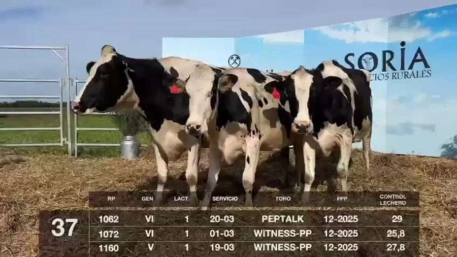 Lote VACAS EN PRODUCCIÓN PREÑADAS