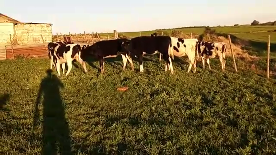 Lote 6 Terneras HOLANDO a remate en PANTALLA CAMY - SAN JOSE  1500 VACUNOS 170kg - , San José