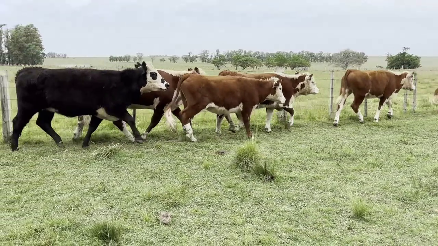 Lote VAQUILLONAS MAS DE 2 AÑOS