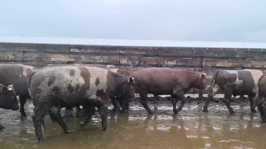 Lote 20 Novillo Gordo en Los Ángeles, VIII Región Biobío