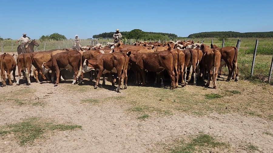 Lote 75 Novillitos en Esquina, Corrientes