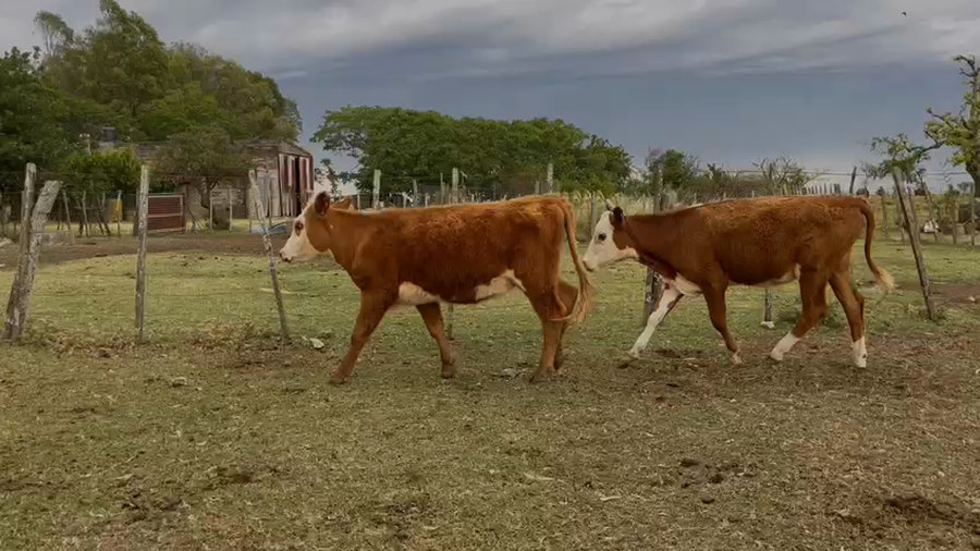 Lote Terneras