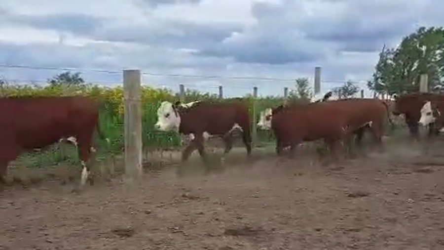 Lote 100 Vaquillonas en Entre Ríos, Victoria