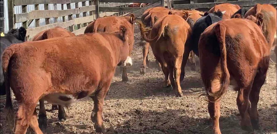 Lote 18 Novillo Engorda en Osorno, X Región Los Lagos