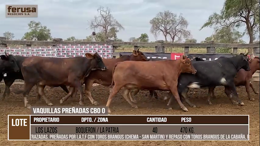 Lote LOTE 31 - 40 VAQUILLAS PREÑADAS CBO 0