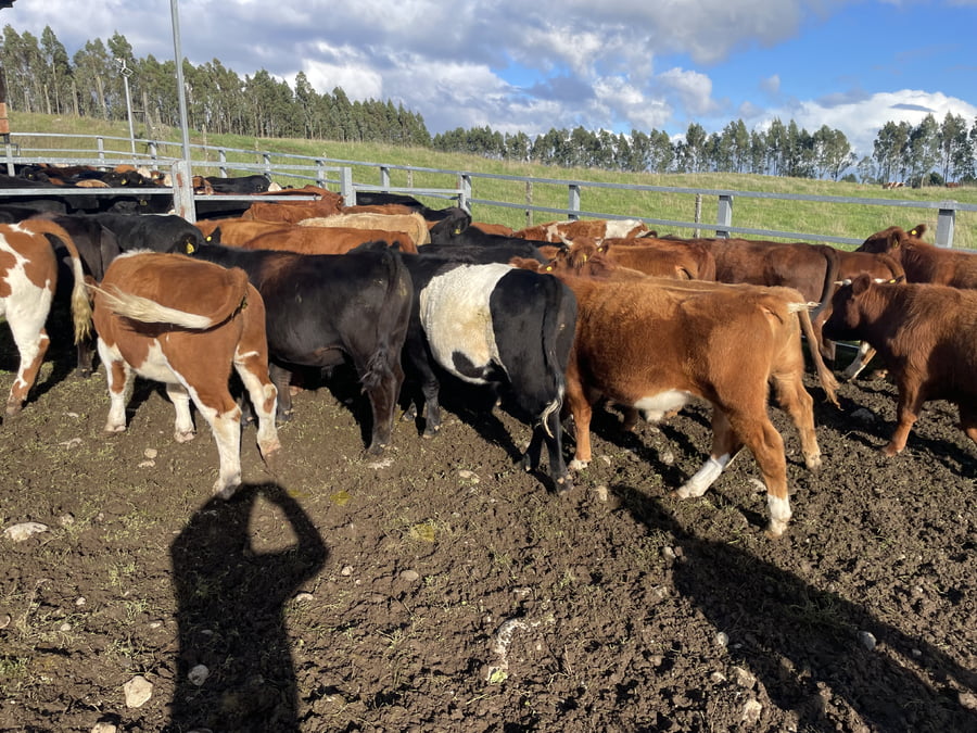 Lote 30 Novillo Engorda en Puerto Varas, X Región Los Lagos