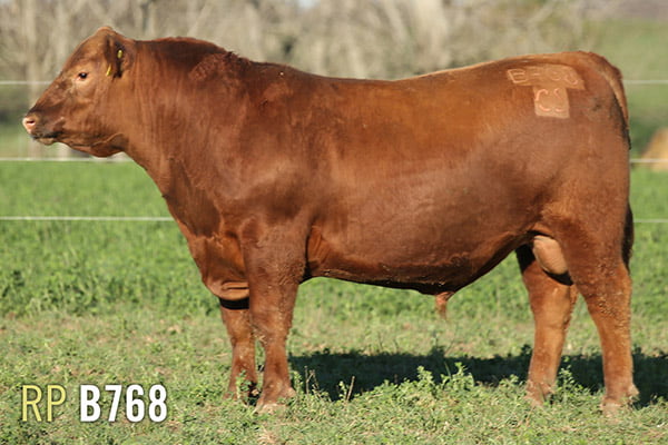 Lote 3 TOROS PUROS DE PEDIGREE