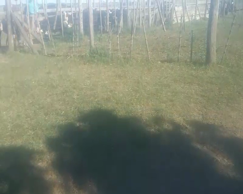 Lote 14 Terneros en Moisés Ville, Santa Fe