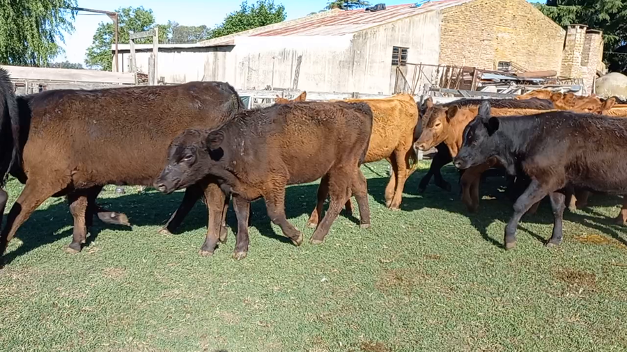 Lote 35 Vaquillonas en Bolívar, Buenos Aires