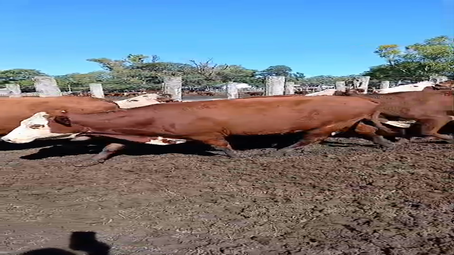 Lote 22 Vacas de invernar