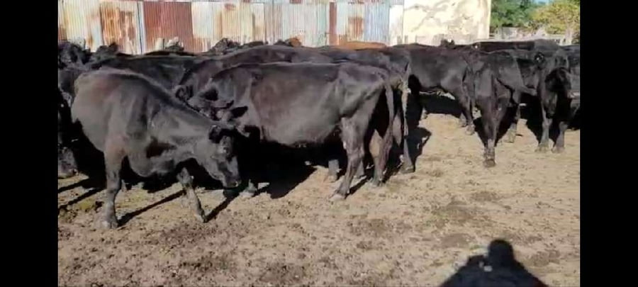 Lote 40 Vacas de invernar en Villaguay, Entre Ríos
