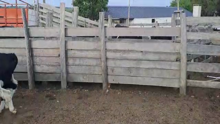 Lote 7 Terneros en San José