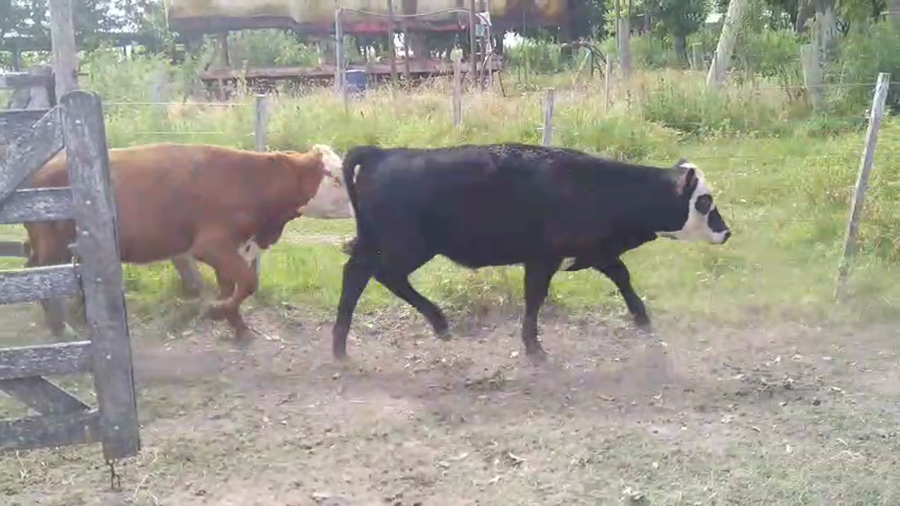 Lote 35 Terneros/as  EN CHASCOMUS