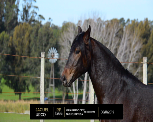 Lote JAGUEL URCO