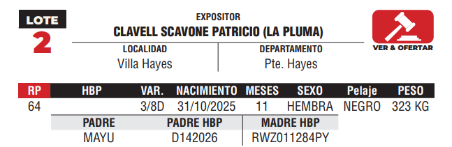 Lote LOTE 2 -JUNIOR