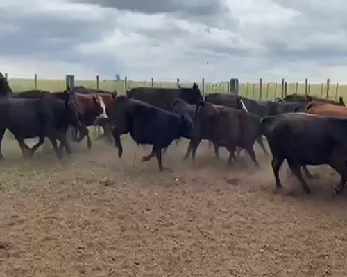 Lote 100 Terneros/as en Coronel Pringles, Buenos Aires