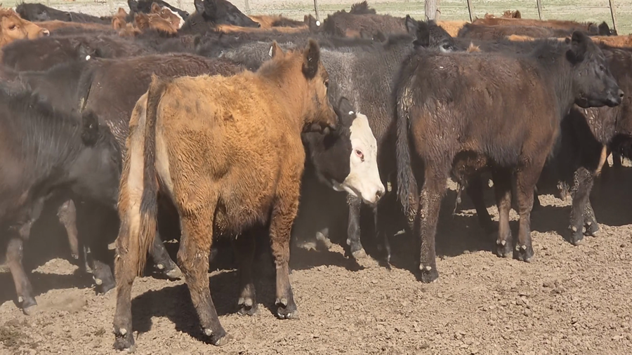 Lote 140 Novillitos en Buenos Aires, Los Toldos