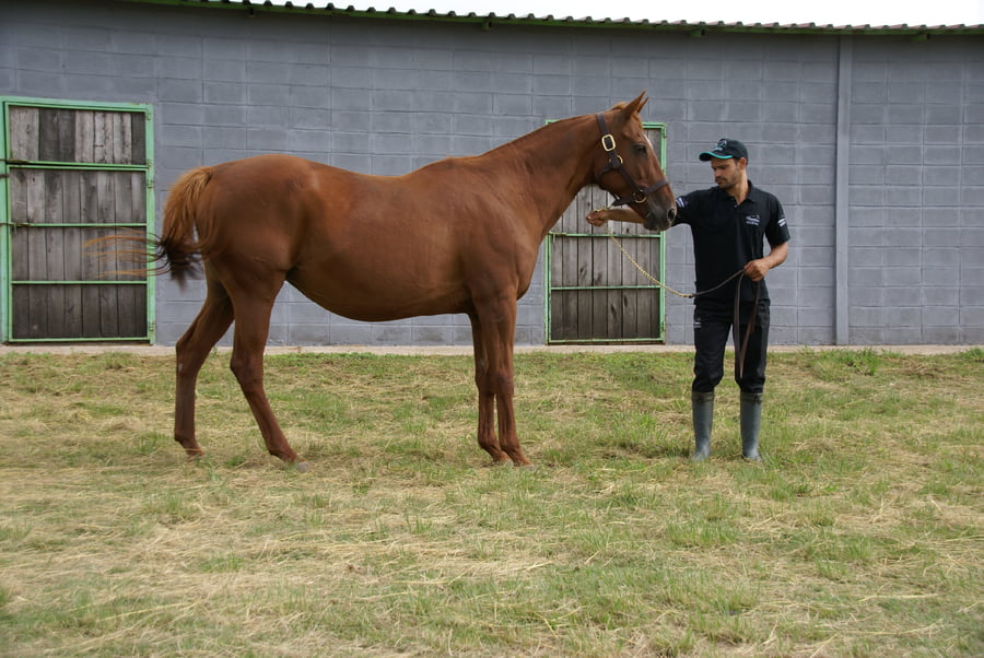 Lote BLAZING FIELD (Gb)