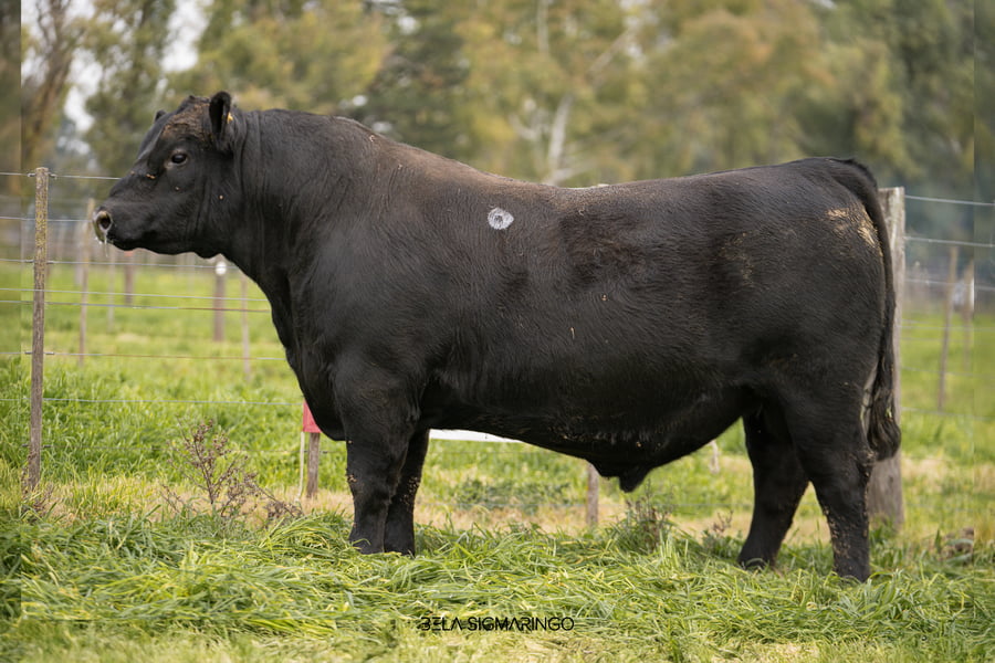 Lote TOROS ANGUS  PP