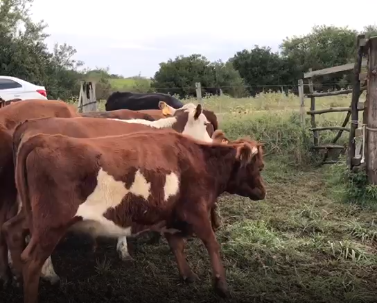 Lote 13 Vaquillonas en San José