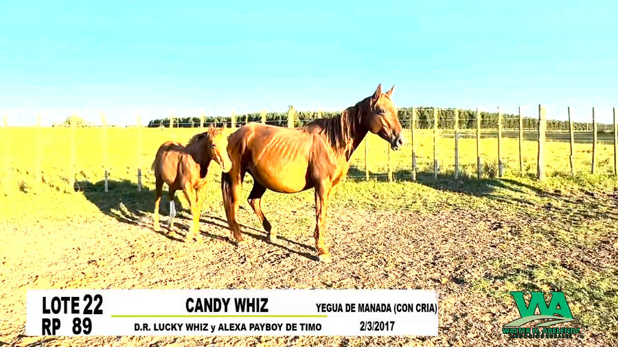 Lote CANDY WHIZ
