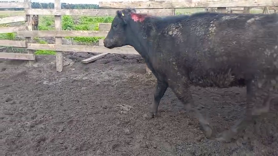 Lote 40 Novillo Gordo en Cabrero, VIII Región Biobío