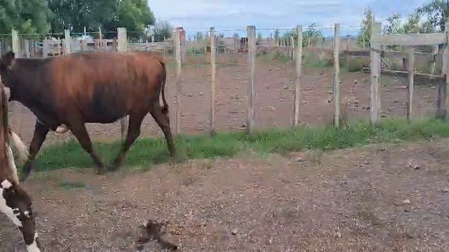 Lote VACAS