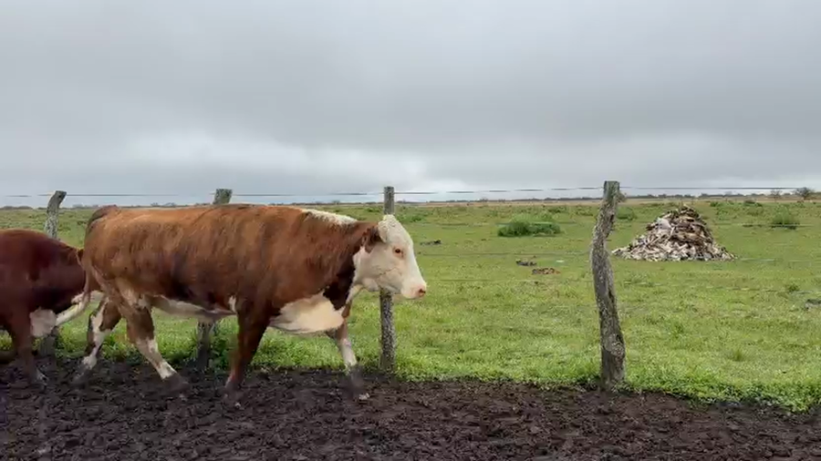 Lote 40 Vacas faena