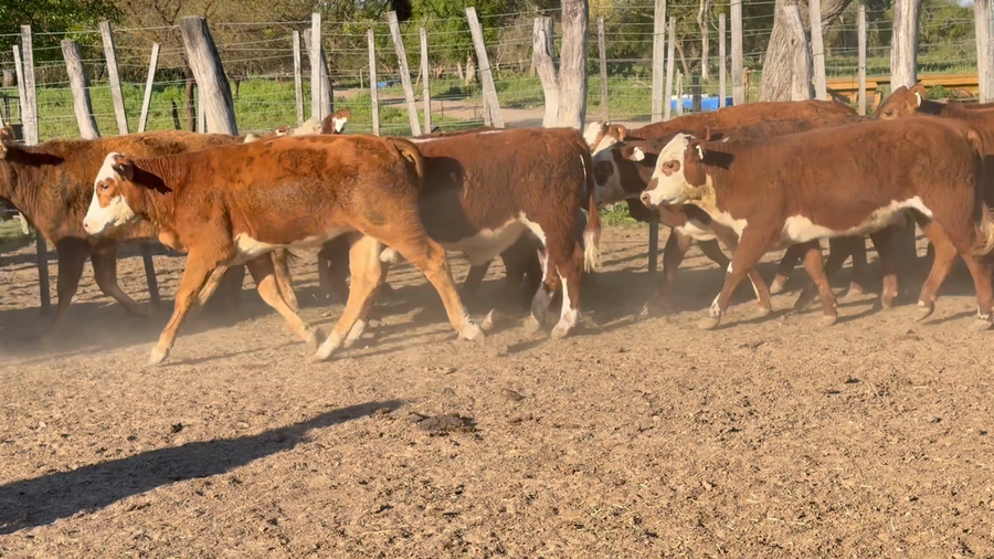 Lote 60 Terneros/as en Corrientes, Goya