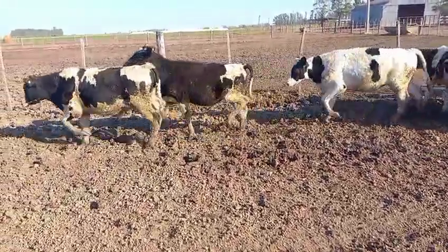 Lote 49 Novillitos Holando Argentino en Porteña, Córdoba