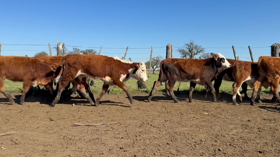 Lote 50 Terneros/as en Corrientes, Curuzú-Cuatiá