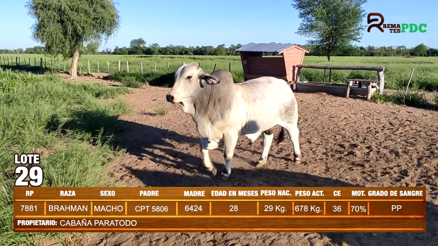 Lote TORO BRAHMAN - CABAÑA PARATODO