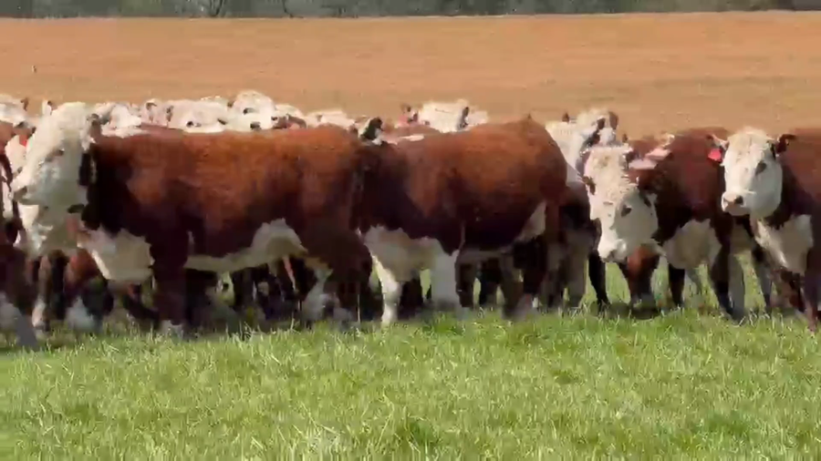 Lote 100 Vaquillonas c/garantía de preñez