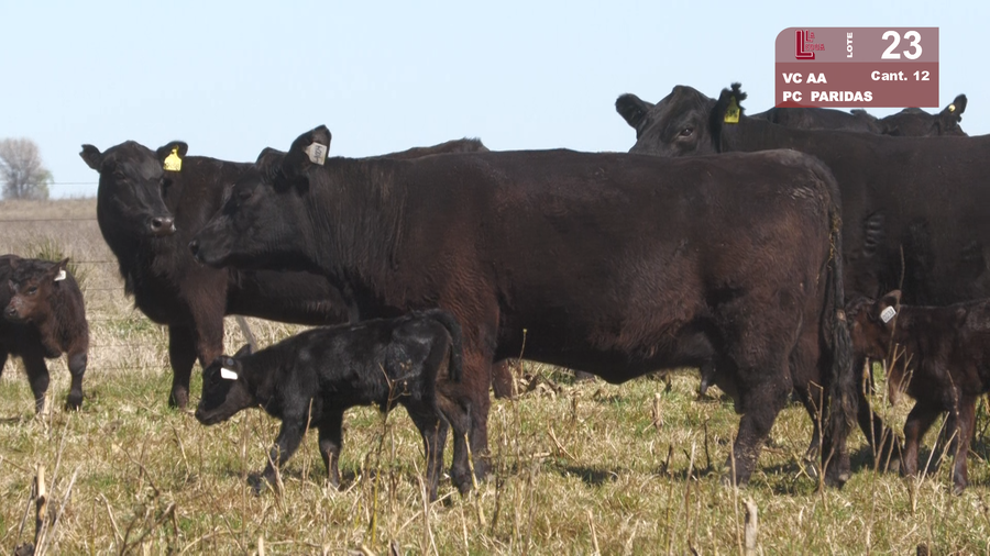Lote VACAS ANGUS NEGRAS PURAS CONTROLADAS PREÑADAS Y PARIENDO