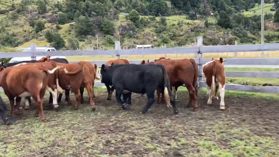 Lote 24 Novillo Engorda en Chile Chico, XI Región Aysén