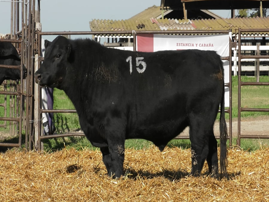 Lote TOROS ANGUS NEGROS PC