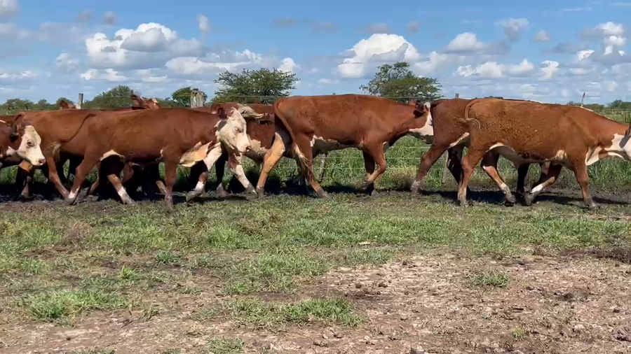 Lote 80 Novillitos