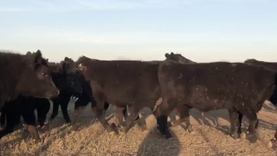 Lote 65 Terneros en Gral. Las Heras, Buenos Aires