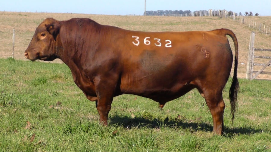 Lote (Vendido)Toros a remate en Ganadera Barracas S.A en Caraguata