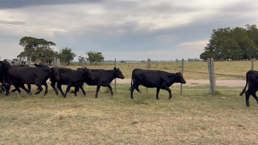 Lote 107 Terneras en Sarandi Grande, Florida