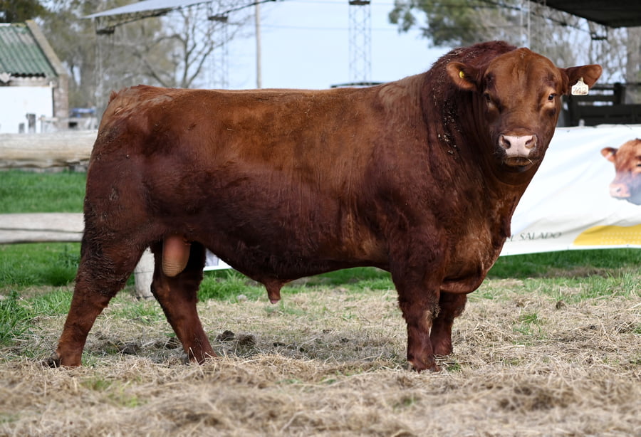 Lote TOROS PUROS DE PEDIGREE