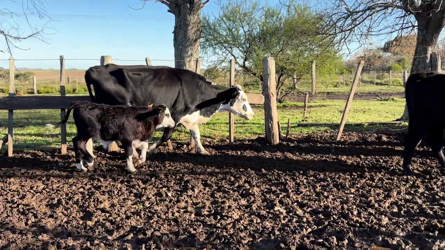 Lote PIEZAS DE CRIA